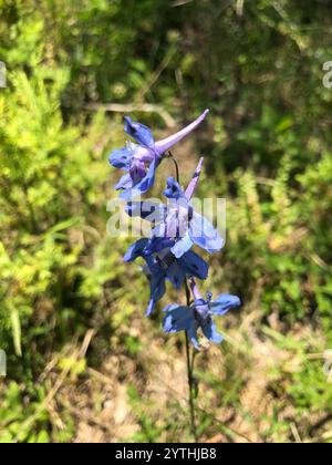 Wild Blue Larkspur (Delphinium carolinianum Stock Photo - Alamy