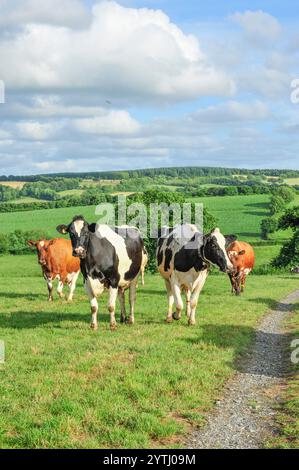 dairy cows in lush grass in summer Stock Photo
