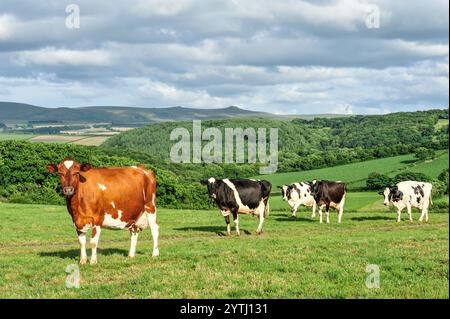 dairy cows in lush grass in summer Stock Photo