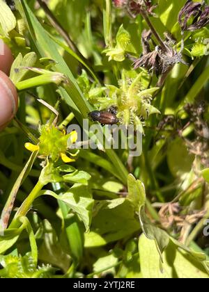 Billbug Weevils (Sphenophorus Stock Photo - Alamy