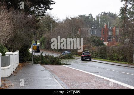 Belfast, Northern Ireland. 7th Dec 2024. Fallen trees across Belfast as Storm Darragh lashes Northern, Ireland. 7th Dec, 2024. Credit: Bonzo/Alamy Live News Stock Photo