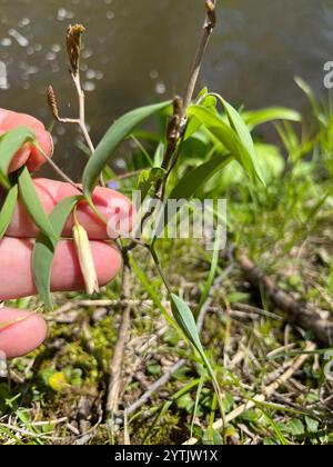 sessile bellwort (Uvularia sessilifolia Stock Photo - Alamy
