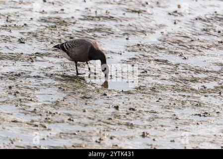 Brent Goose (Branta bernicla) feeding on the mud-flats at Leigh on Sea, Essex Stock Photo