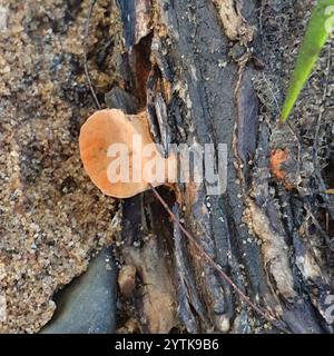 Southern Cinnabar Polypore (Trametes coccinea) Stock Photo
