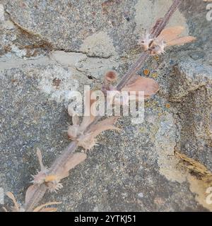 Hispid Valantia (Valantia hispida Stock Photo - Alamy