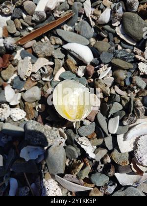 Common Jingle (Anomia simplex Stock Photo - Alamy