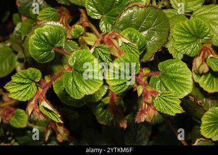 Chinese Bramble (Rubus tricolor Stock Photo - Alamy
