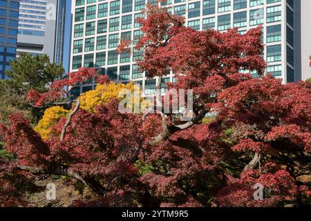 Autumn leaves in Hamarikyu Gardens, Tokyo, Japan. Hamarikyu Garden is located in central Tokyo, alongside Tokyo Bay, in Shiodome district. Stock Photo