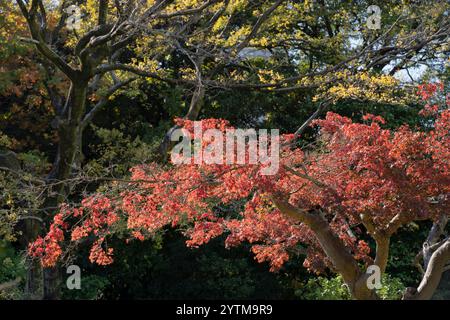 Autumn leaves in Hamarikyu Gardens, Tokyo, Japan. Hamarikyu Garden is located in central Tokyo, alongside Tokyo Bay, in Shiodome district. Stock Photo