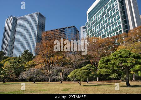 Autumn leaves in Hamarikyu Gardens, Tokyo, Japan. Hamarikyu Garden is located in central Tokyo, alongside Tokyo Bay, in Shiodome district. Stock Photo