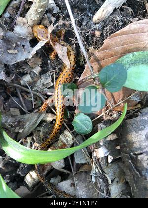 Long-tailed Salamander (Eurycea longicauda) Stock Photo