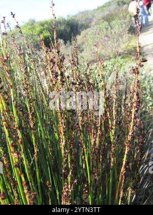 Cape Thatching Reed (Elegia tectorum), Arid Zone, Plants Before Time ...