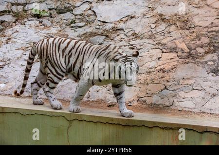 The white tiger is a pigmentation variant of the Bengal tiger.  Such a tiger has the black stripes typical of the Bengal tiger Stock Photo