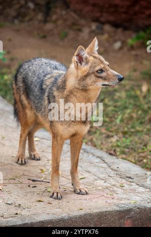 The golden jackal (Canis aureus)  is a wolf-like canid that is native to Eurasia. The golden jackal's coat varies in color from a pale creamy yellow i Stock Photo