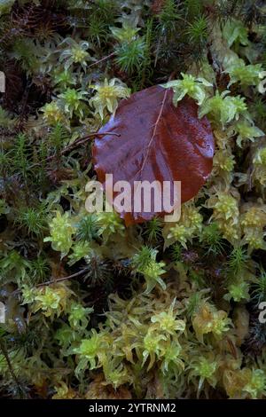 Autumnal Beech leaf on wet moss Stock Photo