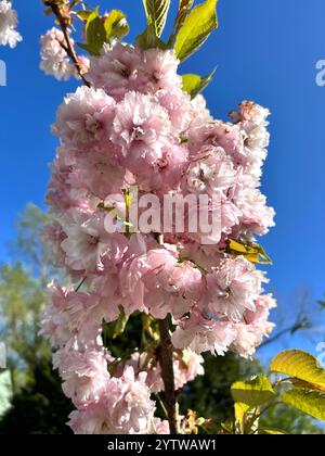 Cherry Blossom in spring against a clear blue sky Stock Photo