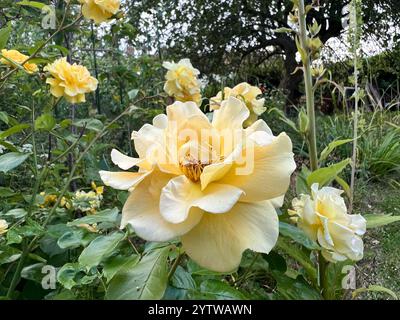 A yellow rose in full bloom with other yellow roses on the same bush in the background. Stock Photo