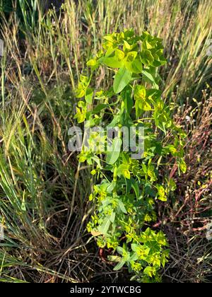 broad leaved spurge (Euphorbia platyphyllos) Stock Photo