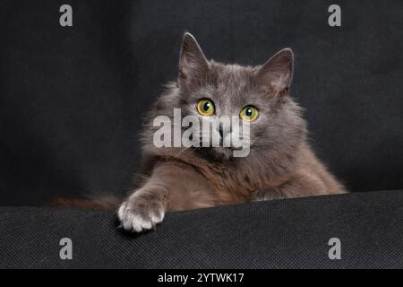 Gray smoky cute cat lying on black background in studio room Stock Photo