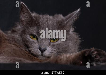 Gray smoky cute cat lying, portrait on black background close-up Stock Photo