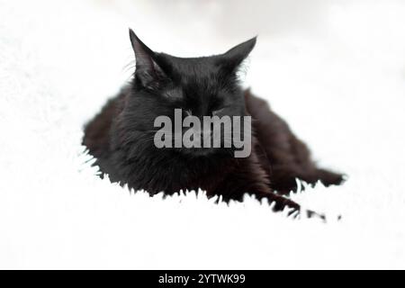 Black sleeping cat on a white fluffy blanket at home Stock Photo