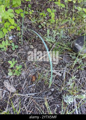 Sagebrush Mariposa Lily (Calochortus macrocarpus) Stock Photo