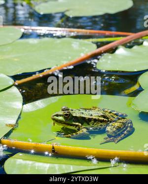 Frog on a green leaf of a lily in the Dnieper. Obolonsky district, city of Kyiv in Ukraine. Stock Photo