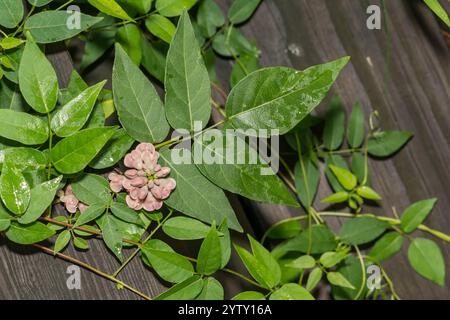 American Groundnut - Apios americana Stock Photo