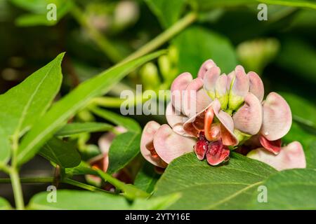 American Groundnut - Apios americana Stock Photo