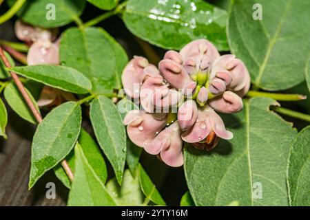 American Groundnut - Apios americana Stock Photo