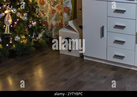 A cute gray British cat with light green eyes sits at the table and looks Stock Photo