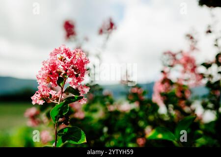 Cute and small pink flowers with green leaves, nature, blurred background. Stock Photo