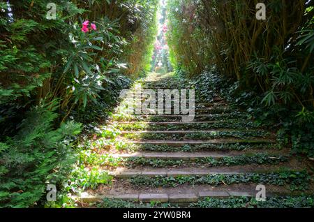 Worn stone steps ascend through a verdant forest, sunlight filtering through the dense foliage. Stock Photo