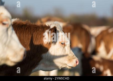 Selective focus close up of young cow head, shadow of another cow head with horns on it, surrounded with other cows in herd which are out of focus Stock Photo