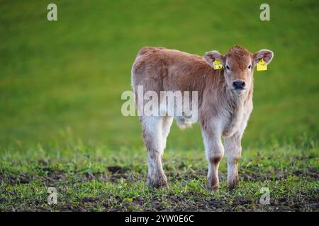 Kalb auf der Weide Stock Photo