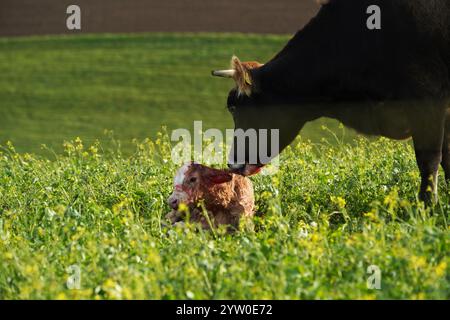 Kuh und Kalb Stock Photo