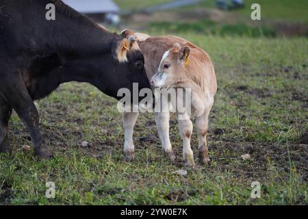 Kuh und Kalb Stock Photo