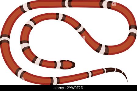 Sinaloan milk snake crawling across the ground, displaying its vibrant orange, black, and white pattern, with intricate scales and skin textures, isolated against a white background Stock Vector