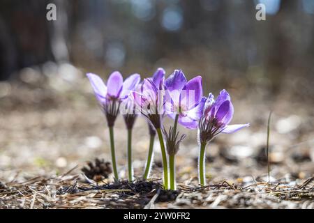Blooming purple pulsatilla patens flowers thriving in a vibrant spring forest, showcasing nature's beauty in a serene woodland setting Stock Photo