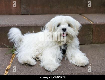 Cute white bichon frise dog outdoors. Pets Stock Photo