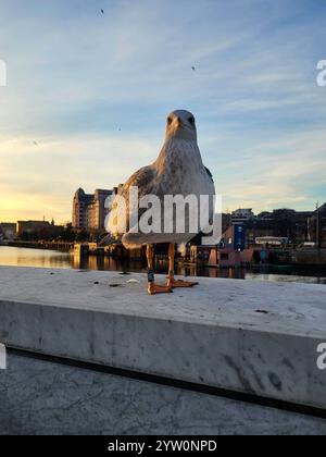 Seagull Perched By The Ocean With Historic Building In The Background At Sunset Stock Photo