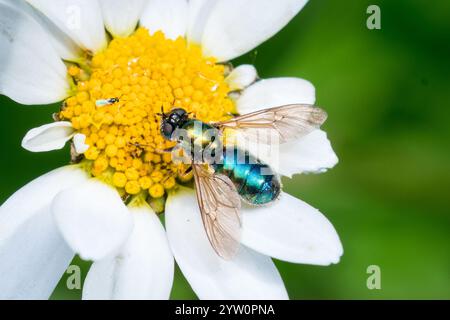 A colourful metallic blue and green fly feeding on a large yellow and white daisy flower. Derwent Walk, Tyneside, YJ Stock Photo
