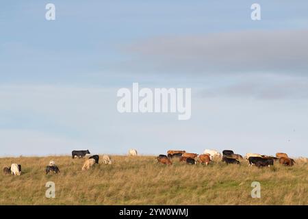 A Mixed Herd of Cattle Standing Grazing on a Hillside in Summer Stock Photo