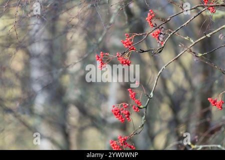 Red Berries on a Rowan, or Mountain Ash (Sorbus Aucuparia) in a Woodland in Late Autumn of Early Winter Stock Photo