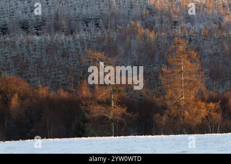 Larch Trees (Larix Decidua) Caught in Late Afternoon Sunshine in Winter with Sitka Spruce on the Snowy Hillside in the Background Stock Photo