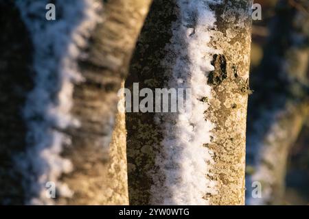 A Line of Snow-Covered Beech Tree (Fagus Sylvatica) Trunks in Winter Sunshine Stock Photo