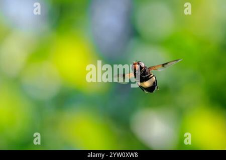 Closeup of a Pellucid hoverfly, Volucella pellucens, in flight Stock Photo