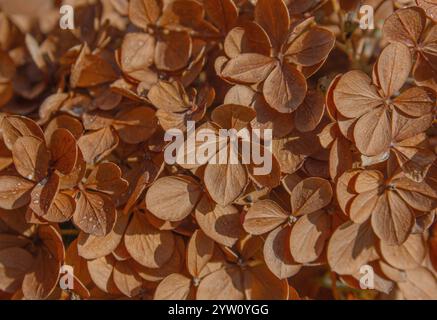 Dried Brown Hydrangea flowers close-up background. Botany plant natural background. Demonstrating color of 2025 year Mocha Mousse. Stock Photo