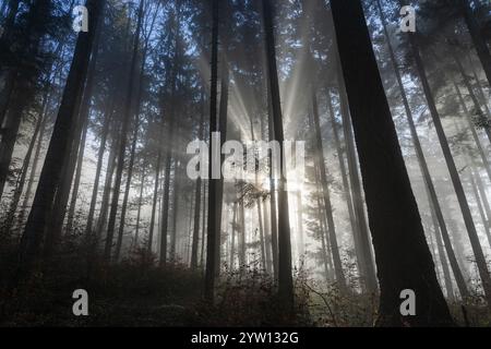Rays of sunlight shining through fog in a forest Stock Photo