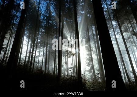 Rays of sunlight shining through fog in a forest Stock Photo